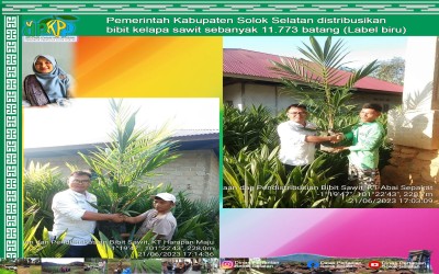 Pemerintah Kabupaten Solok Selatan distribusikan bibit kelapa sawit sebanyak 11.773 batang (Label biru)