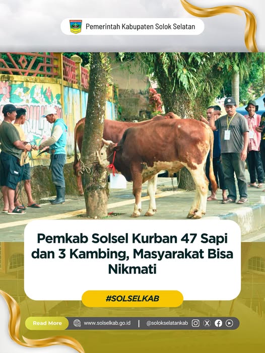 Pemkab Solsel Kurban 47 Sapi dan 3 Kambing, Masyarakat Bisa Nikmati